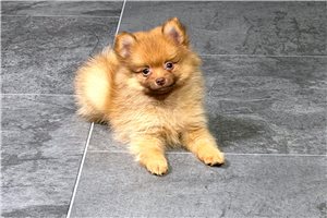 Soren - Pomeranian for sale