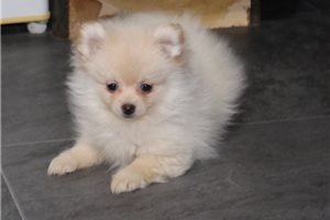 Shirley - Pomeranian for sale