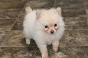 Harold - Pomeranian for sale