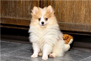 Alice - puppy for sale