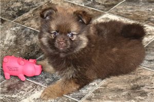 Ruben - Pomeranian for sale