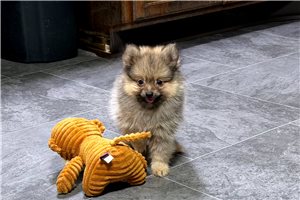 Haller - Pomeranian for sale