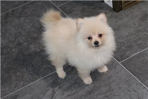 Celsey - Pomeranian for sale