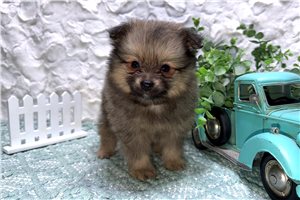 Haller - puppy for sale