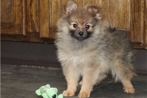 Tasha - Pomeranian for sale