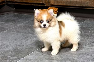 Cale - Pomeranian for sale