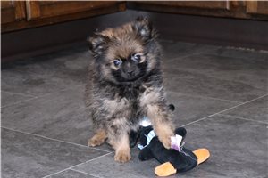 Sizzle - Pomeranian for sale