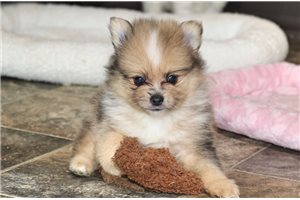 Lorcan - Pomeranian for sale