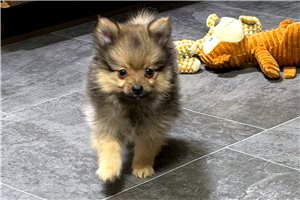 Cisco - Pomeranian for sale
