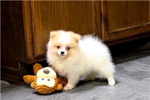 Foose - puppy for sale