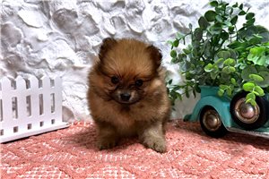 Sally - puppy for sale