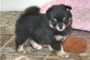 Niveah - Pomeranian for sale
