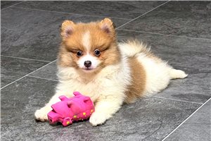 Edna - puppy for sale