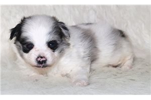 Macklin - Pomeranian for sale