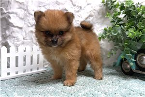 Swazy - Pomeranian for sale