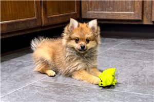 Calloway - Pomeranian for sale