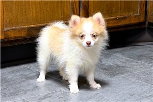 Salina - Pomeranian for sale