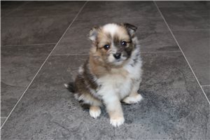 Dixie - Pomeranian for sale