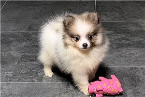 Sedona - puppy for sale