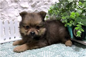Cisco - puppy for sale