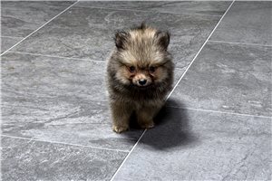 Sully - Pomeranian for sale