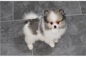 Jazzy - Pomeranian for sale