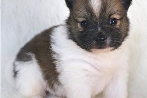 Dexter - Pomeranian for sale