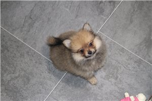 Ozzie - Pomeranian for sale