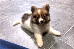 Jodi - Pomeranian for sale
