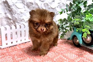Ludy - puppy for sale