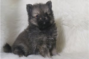 Jerry - puppy for sale