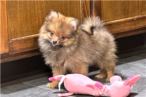 Jane - Pomeranian for sale