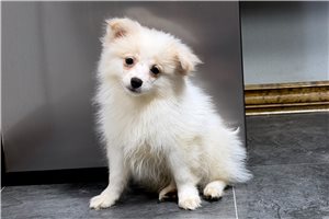 Singler - puppy for sale