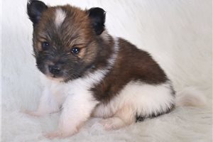 Dariel - Pomeranian for sale