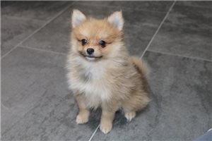 Kelsey - Pomeranian for sale