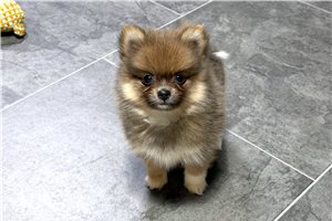 Sherri - Pomeranian for sale