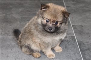 Tasha - Pomeranian for sale