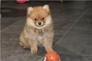 Sandra - Pomeranian for sale