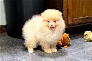 Jedd - Pomeranian for sale