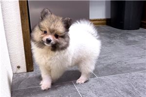 Fitz - Pomeranian for sale