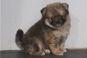 Callie - puppy for sale