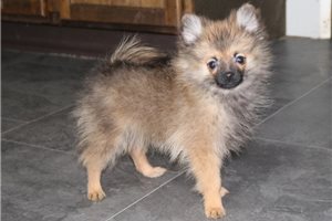 Joe - Pomeranian for sale