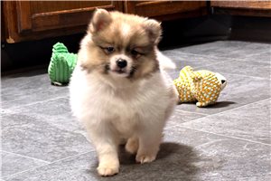 Becky - Pomeranian for sale