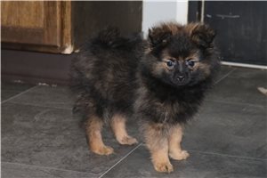 Moose - Pomeranian for sale