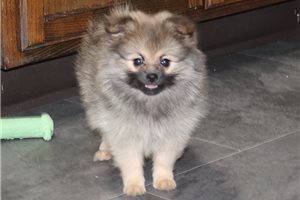Cami - Pomeranian for sale
