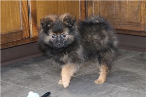 Moose - Pomeranian for sale