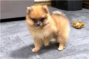 Swazy - Pomeranian for sale