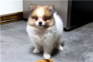 Drifter - Pomeranian for sale