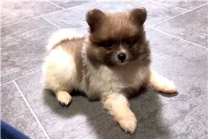 Susie Q - Pomeranian for sale