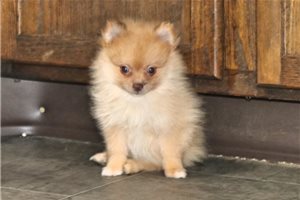 Alexis - puppy for sale